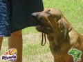 In Memorian - Fila Brasileiro Dourado - Canil Singular - Fisher